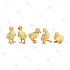 5 ASST, RESIN DUCKLINGS TABLE DECO