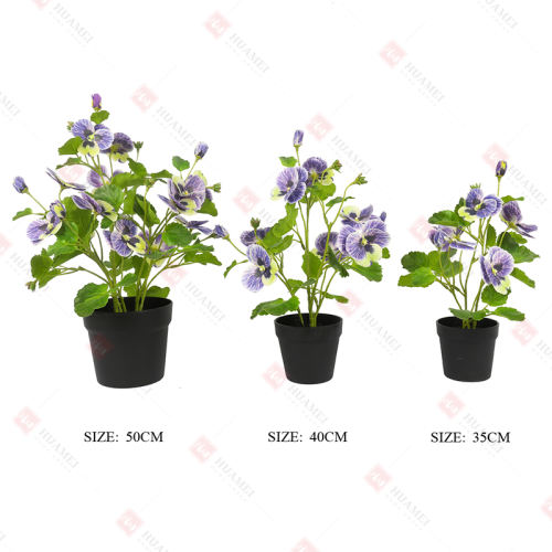 pansy