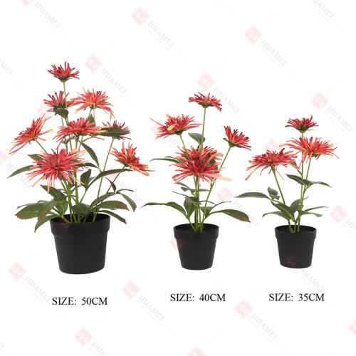 ball chrysanthemum