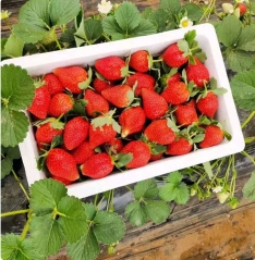 red strawberry seeds 1kg/bags in bulk