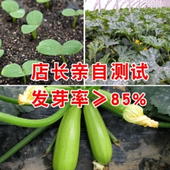 climbing zucchini seeds