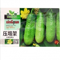 50 seeds growing cucumbers from seed