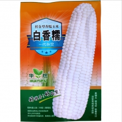 50gram white corn seeds