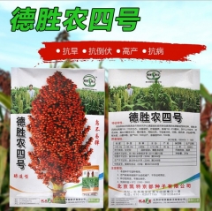 200gram bulk sorghum seed for sale