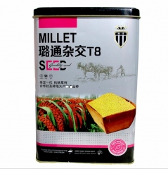 500gram white proso millet seed