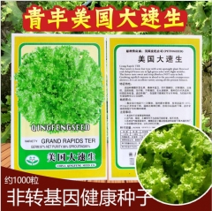 3gram chinese lettuce seeds