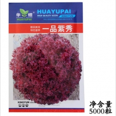 5000 seeds easy to grow lettuce seeds