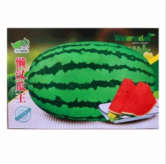 big size oval shape watermelon seeds for planting 50 seeds/bags