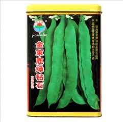 Thick meat snow bean seeds/hyacinth bean seeds 500gram/bags for planting