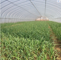 garlic seeds for planting 1kg/bags wholesaler price