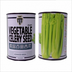 USA Giant celery seeds 100gram