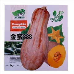 2021 Orange pumpkin seeds 50g/bags