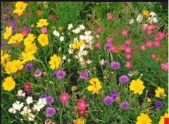 South Beauty-Suoth type series wildflower seeds mix