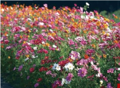 Color Tour - fast growing Combination wildflower seed mix