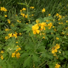 celandine seeds 1kg