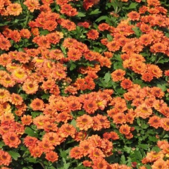 Dimorphotheca aurantiaca seeds 1kg