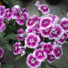 Dianthus chinensis seeds 1KG