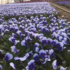 pansy seeds 1KG