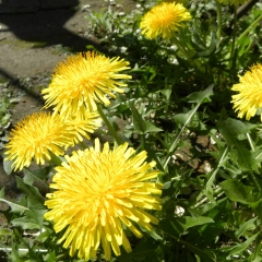 Taraxacum officnala seeds 1KG