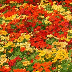 Tropaeolum majus seeds 1kg