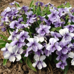 Viola mandshurica seeds 1KG