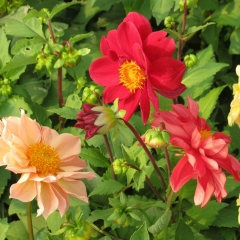 Dahlia pinnate seeds 1KG