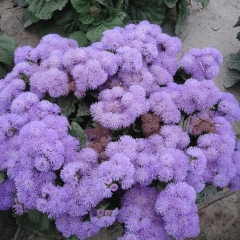Ageratum conyzoides seeds 1kg