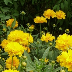 Dwarf Coreopsis grandiflora seeds 1kg