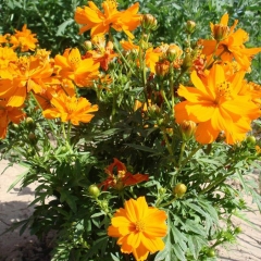 Dwarf Cosmos sulphureus seeds 1KG