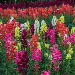 Antirrhinum majus seeds 1kg