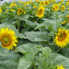 Helianthus seeds/sunflower seeds 1KG