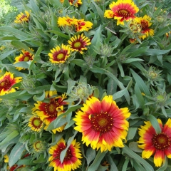 Gaillardia pulchella seeds 1KG