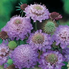 Scabiosa atropurpurea seeds 1KG