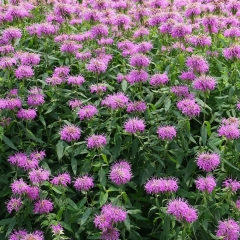 Monarda didyma seeds 1kg