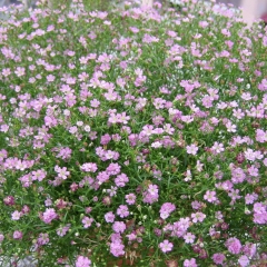 babysbreath seeds 1KG