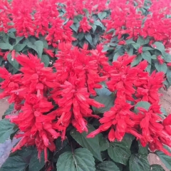 Salvia splendens seeds 1KG