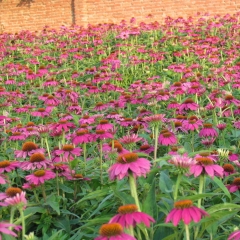 Echinacea purpurea seeds