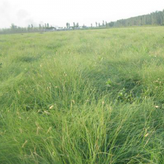 Buffalograss seeds