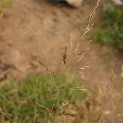 Alkaligrass seeds