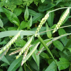 Eragrostis pilosa seeds