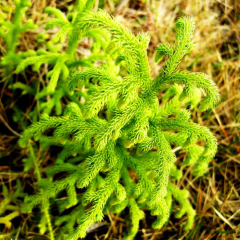 hairygrama seeds