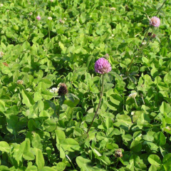 Trifolium pratense seeds/white clover seeds