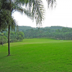 red fescue seeds