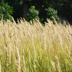 Bromus seeds