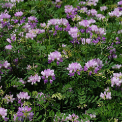 Crown Vetch seeds