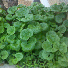 Dichondra repens seeds