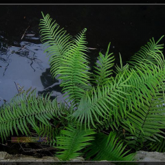 Pteris vittata seeds