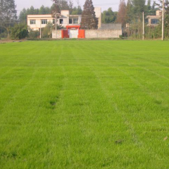 colonial bentgrass seeds