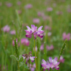 Vicia villosa seeds