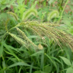 barnyard grass seeds
